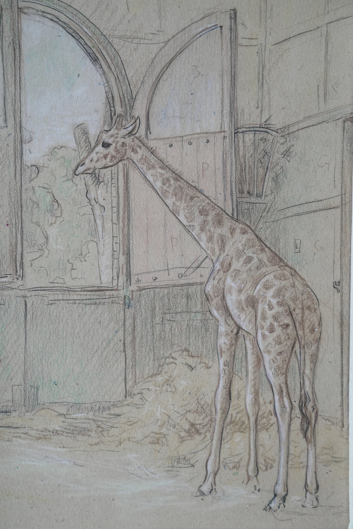 Stefani Melton Fisher (1894–1963) - Original Giraffe Study.