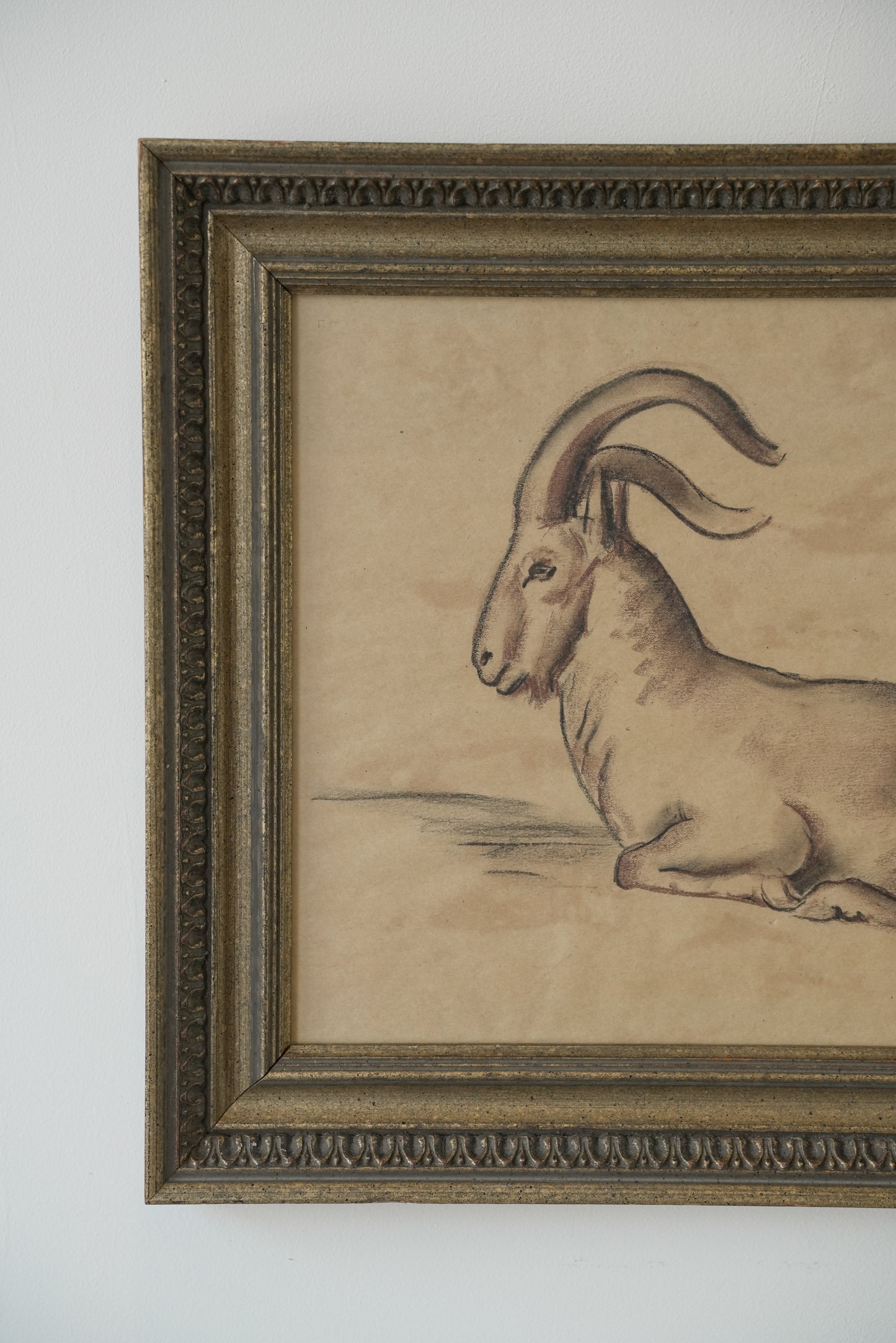 Stefani Melton Fisher (1894–1963) – Original Study of a Barbary Sheep (Aoudad).