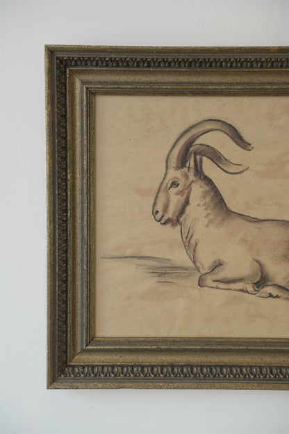 Stefani Melton Fisher (1894–1963) – Original Study of a Barbary Sheep (Aoudad).