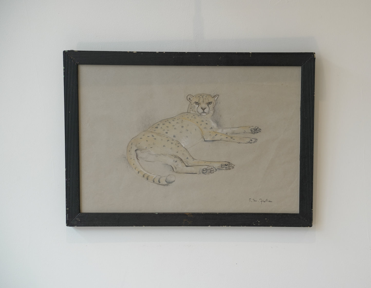 Stefani Melton Fisher (1894-1963). Cheetah study.