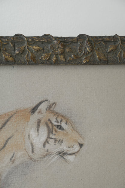 Pair of Tiger studies. Stefani Melton Fisher (1894-1963).