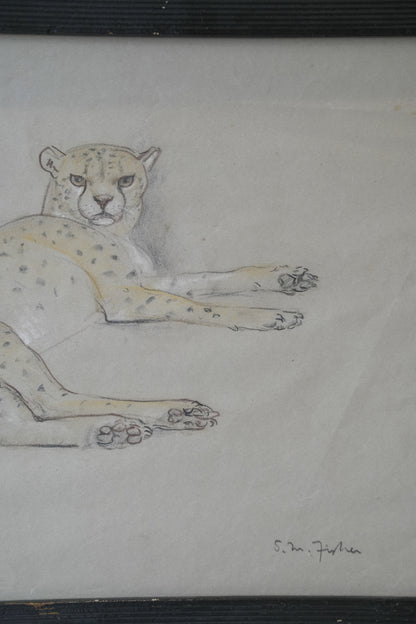 Stefani Melton Fisher (1894-1963). Cheetah study.
