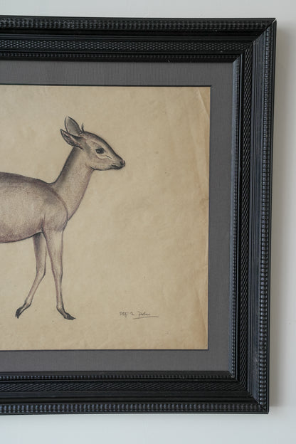 Pastel Study Of A Deer. Stefani Melton Fisher. (1894-1963).
