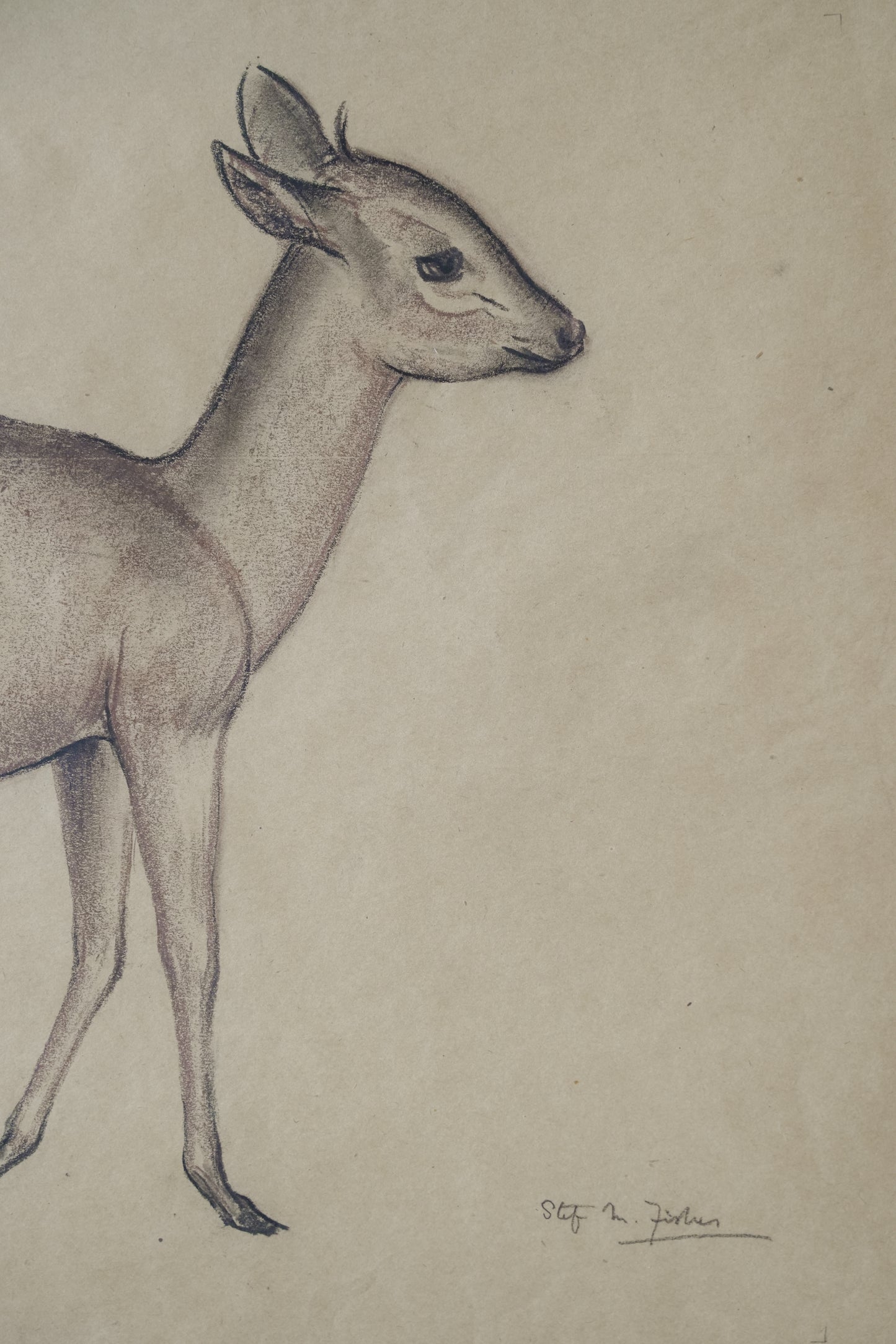 Pastel Study Of A Deer. Stefani Melton Fisher. (1894-1963).