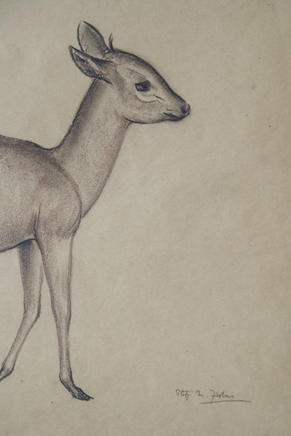 Pastel Study Of A Deer. Stefani Melton Fisher. (1894-1963).