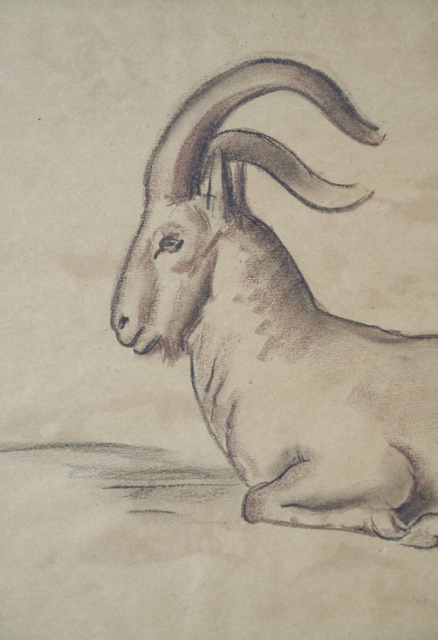 Stefani Melton Fisher (1894–1963) – Original Study of a Barbary Sheep (Aoudad).