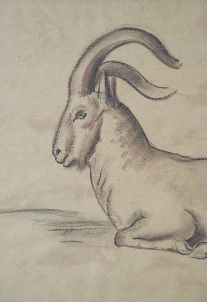 Stefani Melton Fisher (1894–1963) – Original Study of a Barbary Sheep (Aoudad).