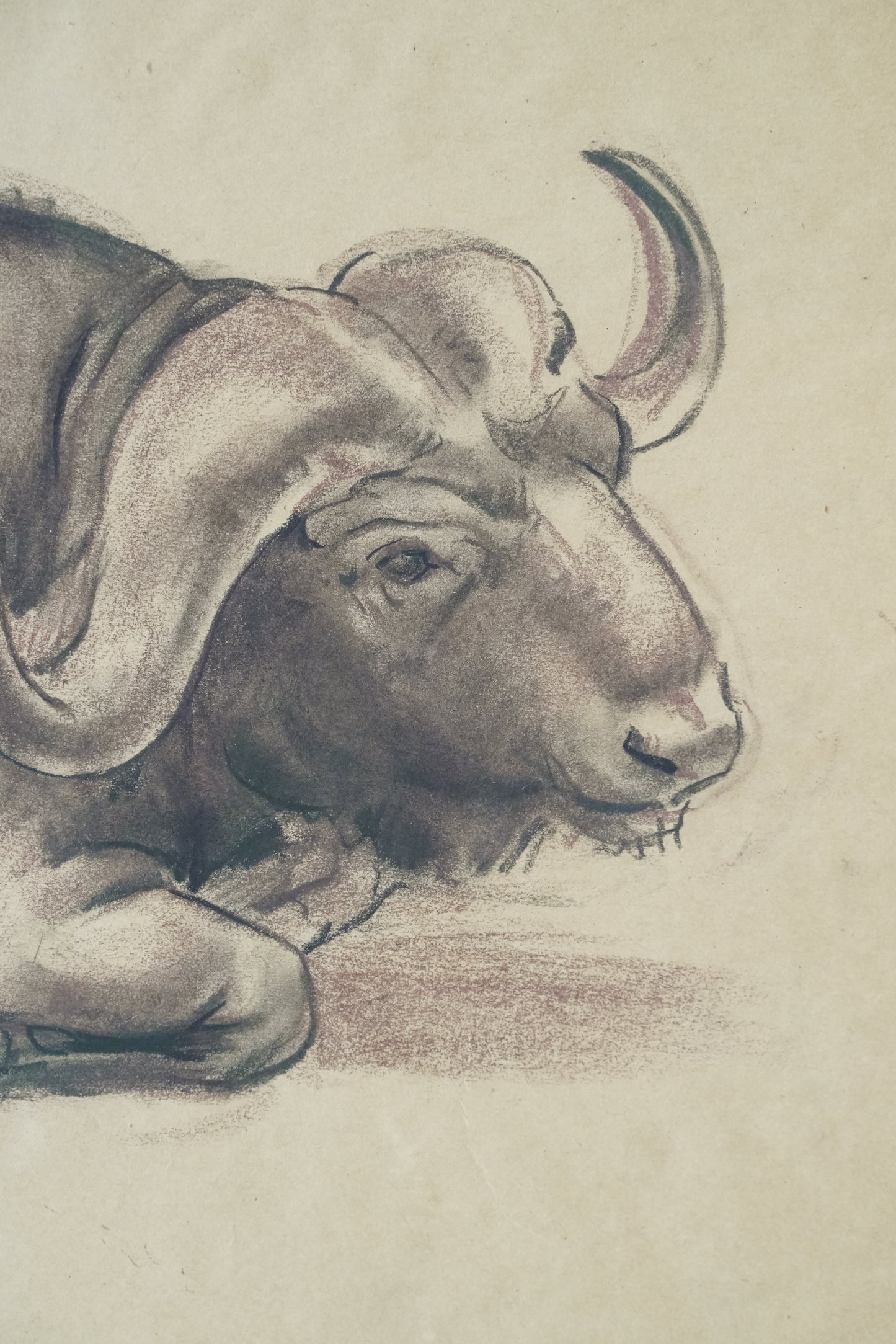 Stefani Melton Fisher (1894–1963) – Original Study of a Cape Buffalo.
