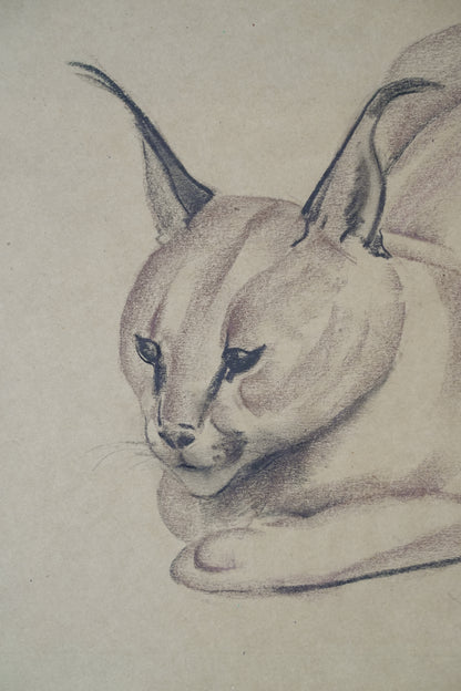 Stefani Melton Fisher (1894–1963) – Original Caracal Study.