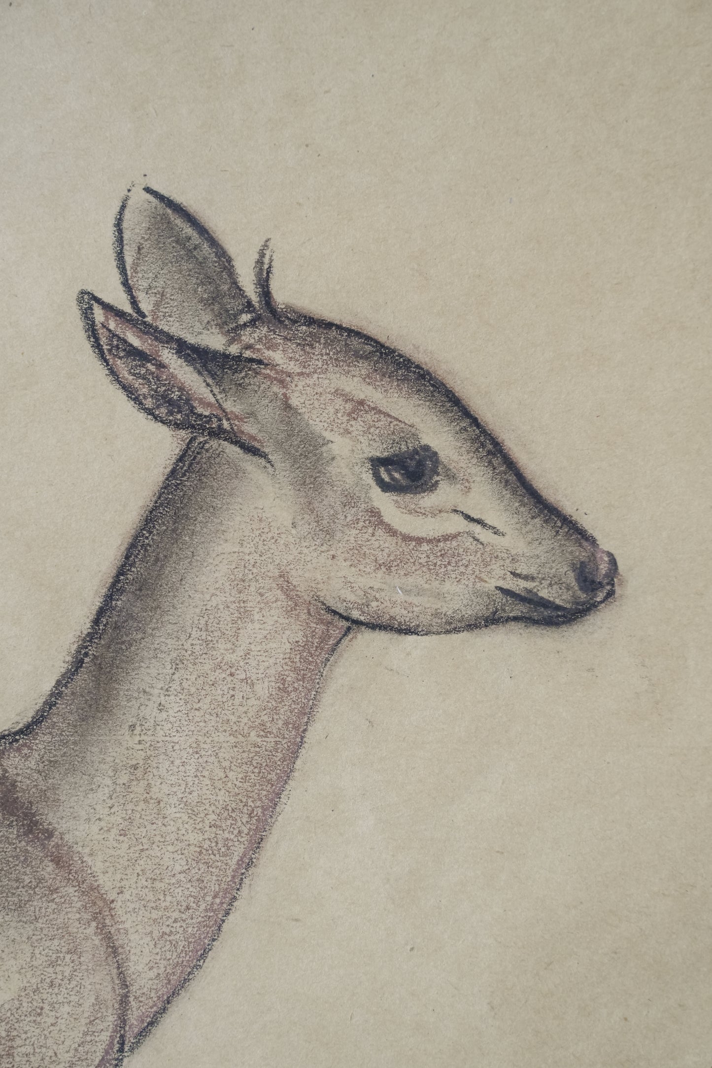 Pastel Study Of A Deer. Stefani Melton Fisher. (1894-1963).