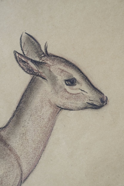 Pastel Study Of A Deer. Stefani Melton Fisher. (1894-1963).