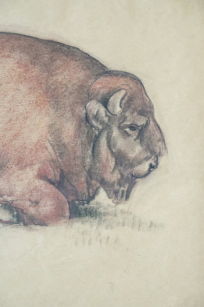 Large Bison study by Stefani Melton Fisher (1894-1963).