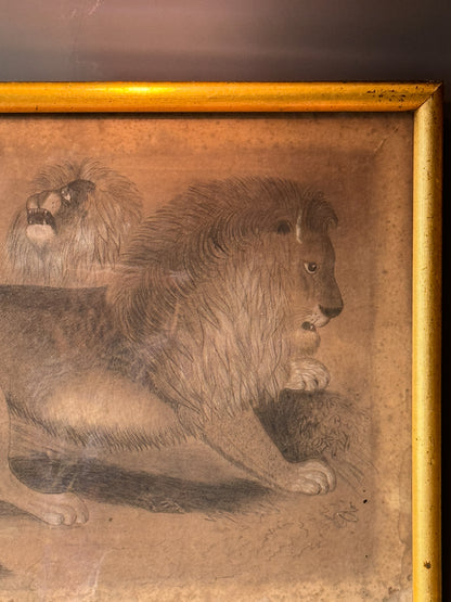 19th century pencil sketch of a pair of Lions.
